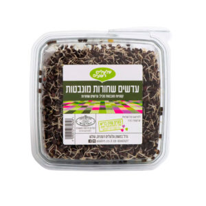 עדשים שחורות מונבטות